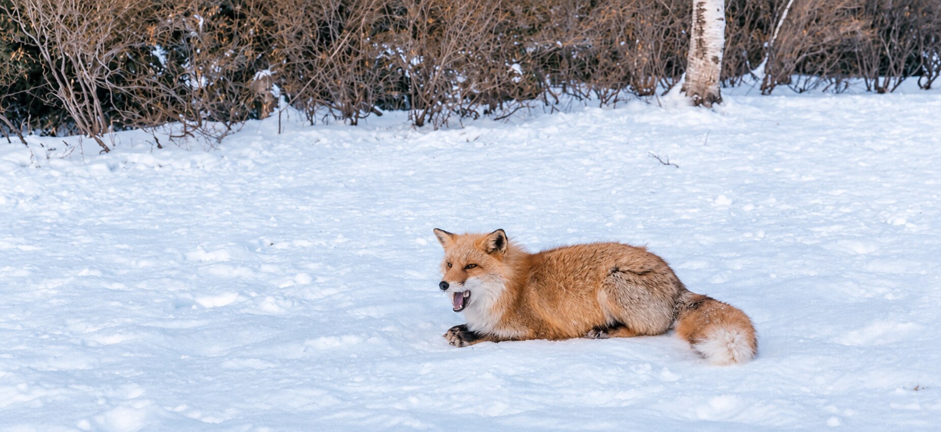 Hokkaido