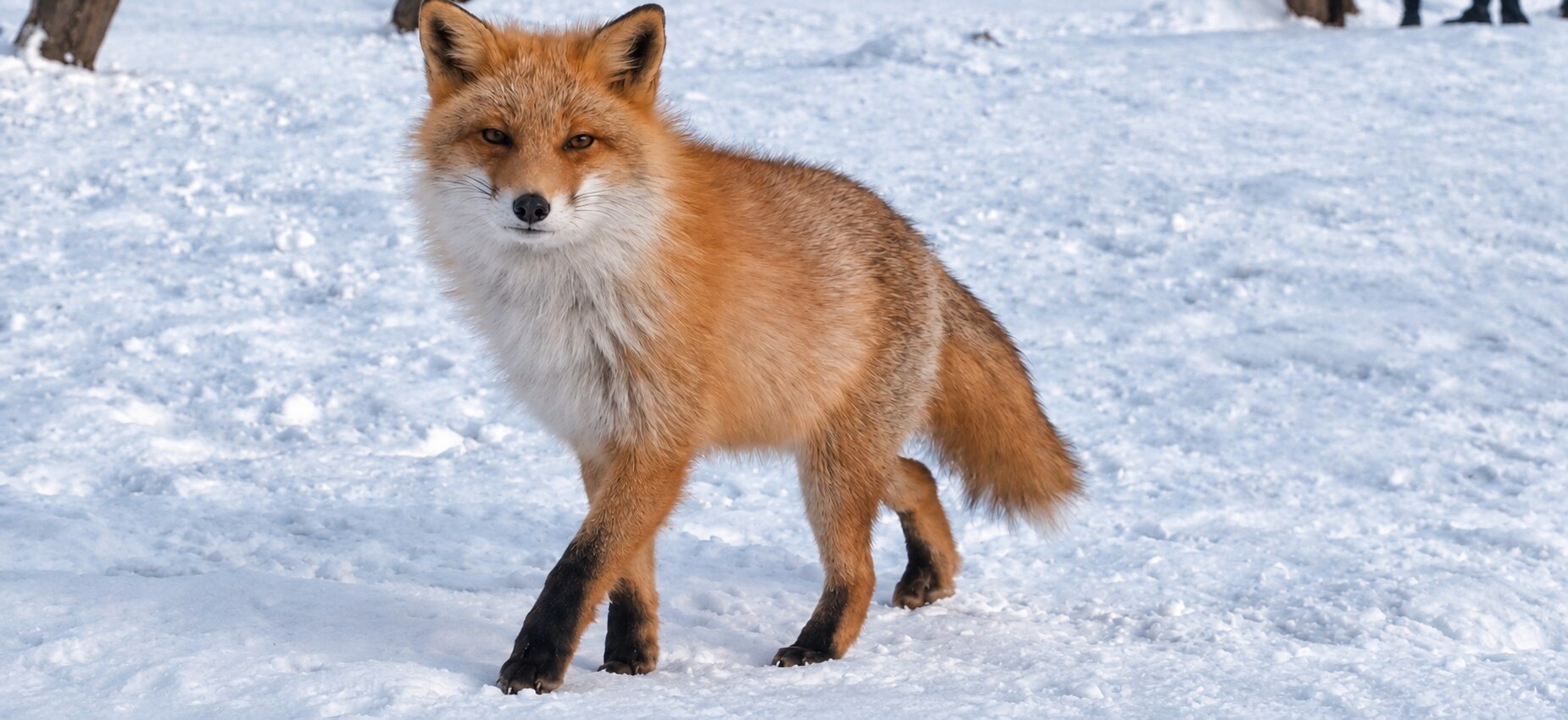 Hokkaido